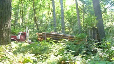 Logging Truck in Forest Stock Footage 8661082