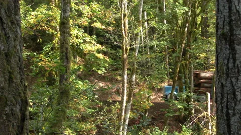 Logging Truck With Full Load In Forest Stock Footage 56026914