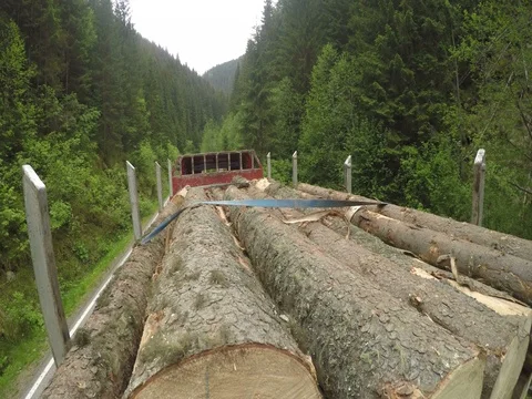 Logging truck with full load of fresh cut trees driving up forest road Stock Footage