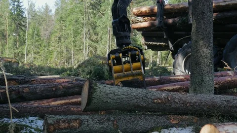 Logging truck loads trees. Forestry equipment. Logging machinery Stock Footage 78990722