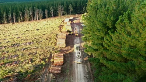 Logging trucks sit idle on forest road Stockbeeldmateriaal 172559098