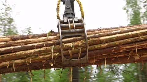Logging. Unloading logs in the forest Stockbeeldmateriaal 292385504