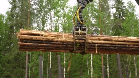 Logging. Unloading logs into stacks in the forest. Russia. Syktyvkar. 06.07.2024 Stockbeeldmateriaal 292390918