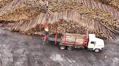  Logging warehouse. The loader puts logs into the truck with a special crane. Stock-Footage 233852739