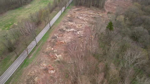 Logging In Wild Forest - aerial top view Stock Footage 239701402