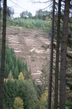 Logging work in the autumn coniferous forest Stock Photos