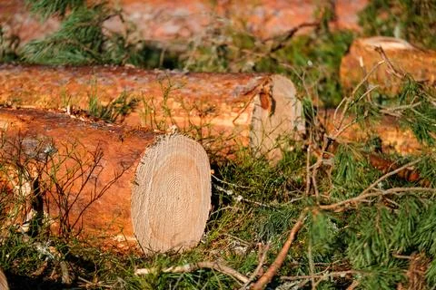 Logging, works in the forest, sawing trees, felled trees. Piles of timber in the Stock Photos