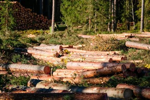 Logging, works in the forest, sawing trees, felled trees. Piles of timber in the Stock Photos