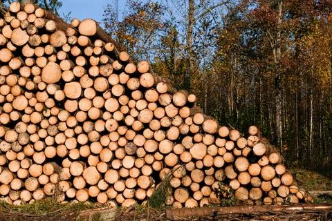 Logging, works in the forest, sawing trees, felled trees. Piles of timber in the Stock Photos