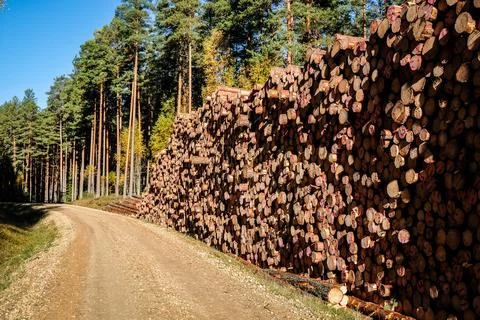 Logging, works in the forest, sawing trees, felled trees. Piles of timber in the Stock Photos
