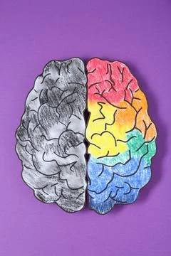 Logic and creativity. Paper brain with one colorful hemisphere and another .. Foto stock