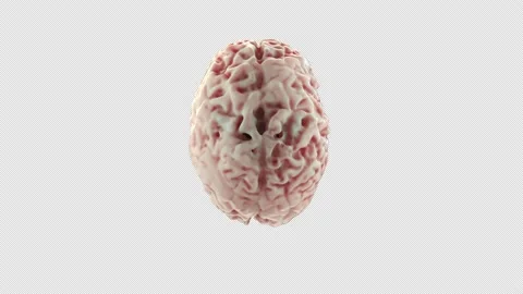Logical vs emotional, rational vs love, heart morphs into brain 4k Loop Alpha Stock Footage 164594988