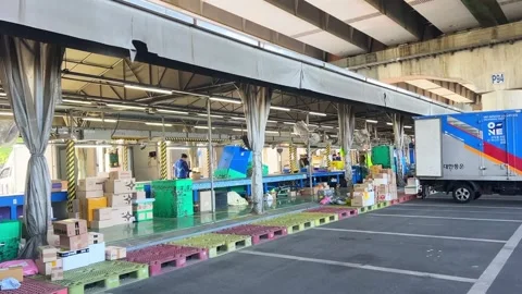 Logistics Workers Sorting Parcel Boxes on a Moving Conveyor Belt Video stock 333513839