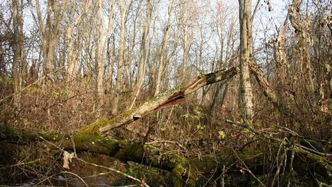Logjam in alder forest Stock Footage 118431993