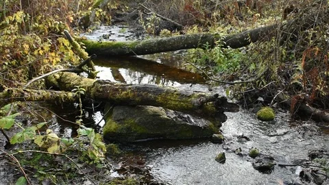 Logjam  on a forest river Stock Footage 118432015