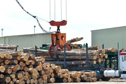 Loglift crane offloading logs from log transport truck Stock Photos