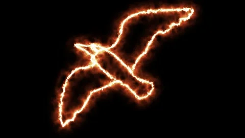 Logo animation,fiery bird,burning seagull Stock Footage 274665641