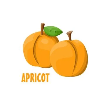 Logo Apricot vector farm design Stock Illustration
