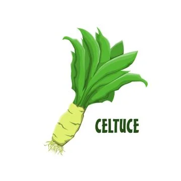Logo Celtuce vector farm design Stock Illustration