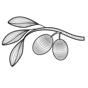 Logo, decorative olive branch with two olives, isolated object on a white bac Stock Illustration