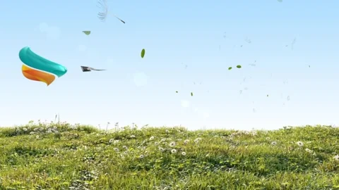Logo Reveal Animation with Floating Leaves and Dandelion Seeds over a Meadow  After Effects	Stock