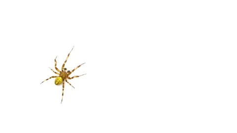 Logo spider crawls on the screen isolated on a white background Vidéo 92602917