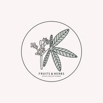 Logotype element. Part of plant with berries drawn in lines Stock Illustration