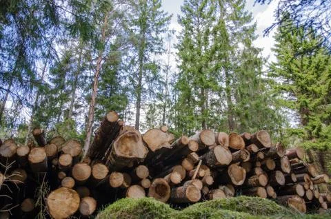 Logpile in the forest Stock Photos