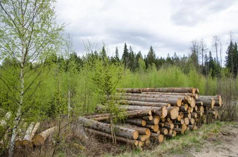 Logpile at spring Stock Photos