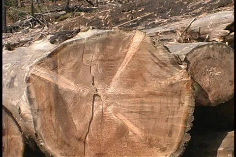 Logs 01 Vídeo Stock 356716
