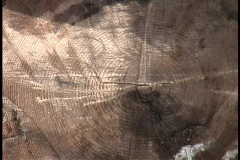 Logs 03 Vídeo Stock 356717