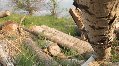 Logs 1 Stock Footage 7751633