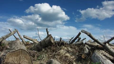 Logs 11 Stock Footage 7751435
