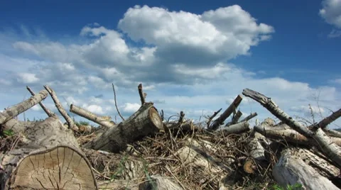 Logs 12 Stock Footage 7768200