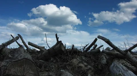 Logs 14 Stock Footage 7768304