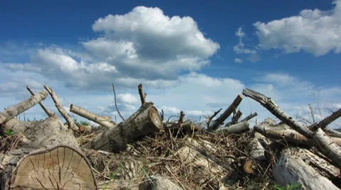 Logs 15 Stock Footage 7768298