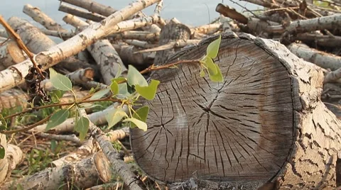 Logs 2 Stock Footage 7768180