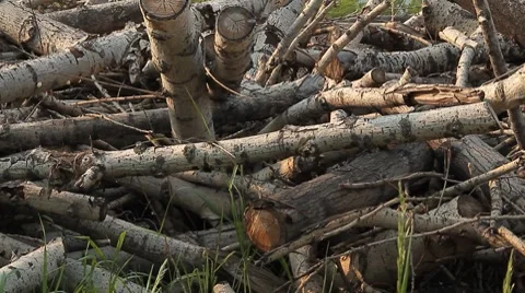 Logs 3 Stock Footage 7768309