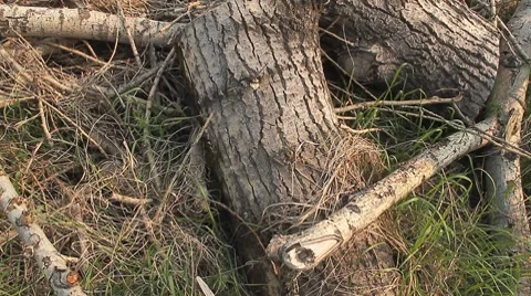 Logs 4 Video stock 7768306