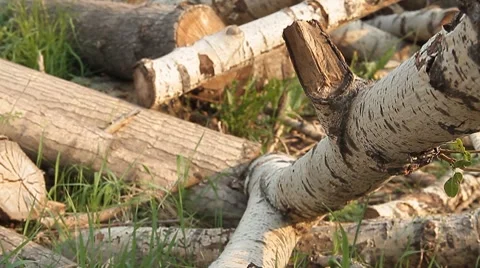 Logs 6 Video stock 7768284