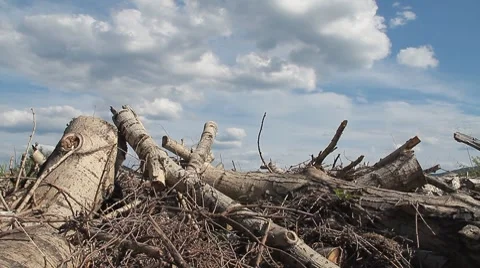 Logs 8 Stock Footage 7768268