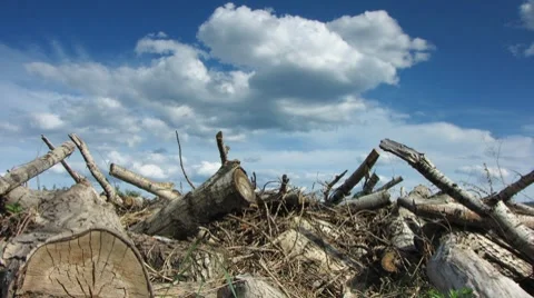 Logs 9 Stock Footage 7768294