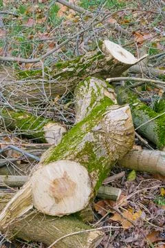 Logs and branches on the ground in a forest during the day with green grass.. Stock Photos