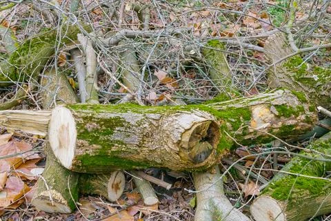 Logs and branches lying on the forest floor during daylight near fallen lea.. Stock Photos