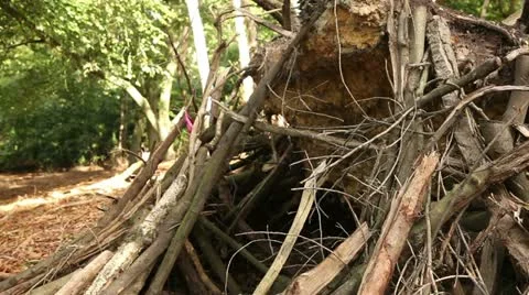 Logs and branches piled up on a fallen tree trunk Stock Footage 22386619
