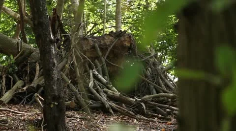 Logs and branches piled up on a fallen tree trunk 02 Stock Footage 22387147