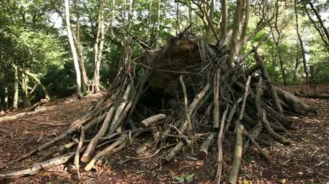Logs and branches piled up on a fallen tree trunk 03 Stock Footage 22388093
