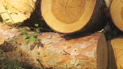 Logs and timber. Heap of sliced wooden logs close up Stock Footage 91154597
