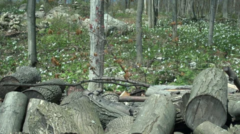 Logs and Trilliums Stock Footage 38487058