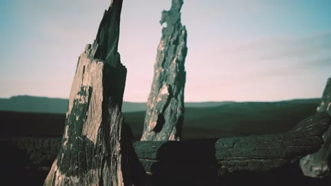 Logs and trunks after the forest fire Stock Footage 155588253